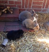Baby bunnies with mum